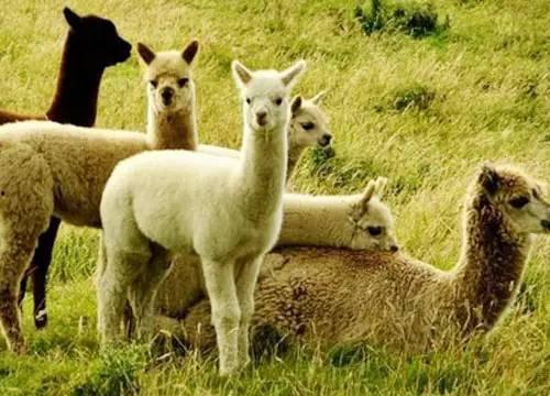 娱乐吃瓜酱羊羊,羊羊酱带你领略娱乐圈风云变幻 第3张 娱乐吃瓜酱羊羊,羊羊酱带你领略娱乐圈风云变幻 第3张